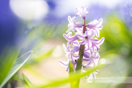 Lente in de polder