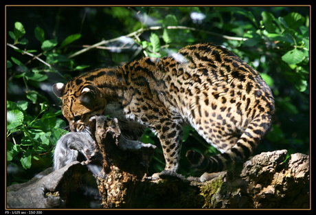 Ocelot met prooi