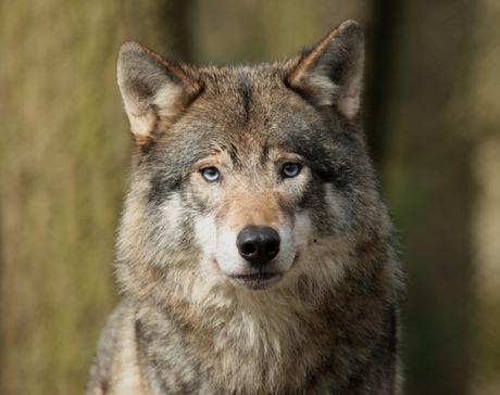 potret van een wolf
