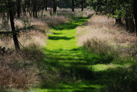 bospad op de hoge veluwe