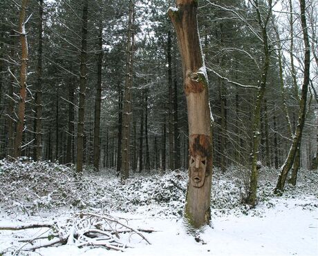 Gezicht van het bos