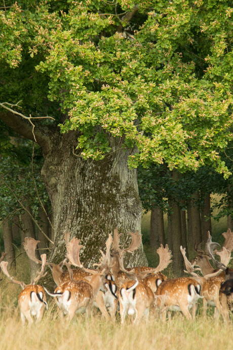 Theekransje onder de boom