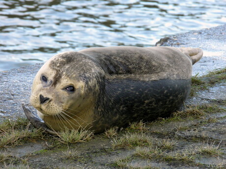 zeehond.