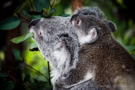 Koala moeder met baby