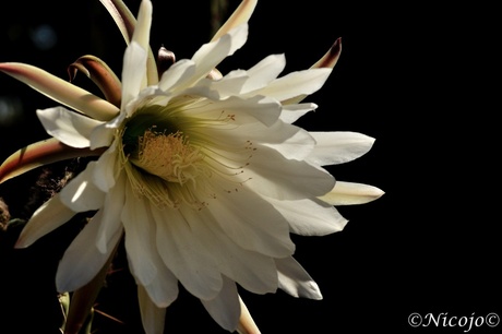 Cactus bloem.