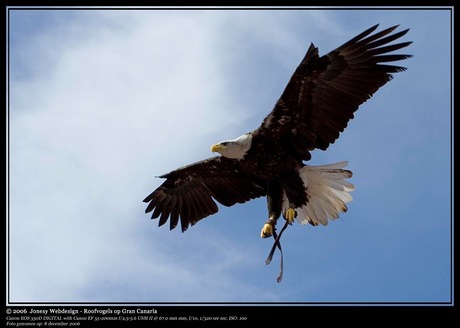 Roofvogel op Gran Canaria