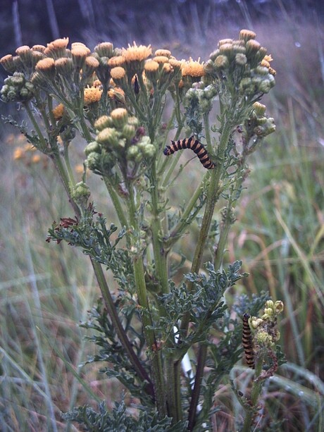 Rups in duin(noordwijk)