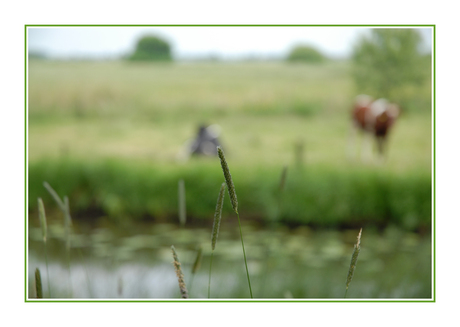 in de polder