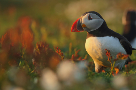 Hallo mijn naam is puffin