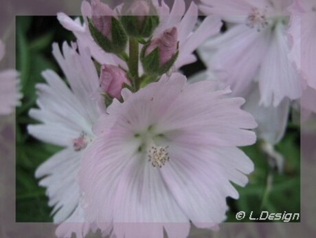 Roze bloem