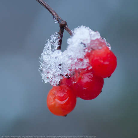 Besjes in de sneeuw