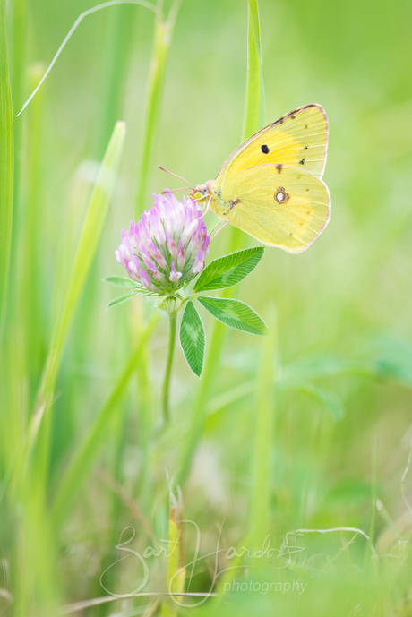 Oranje Luzernevlinder
