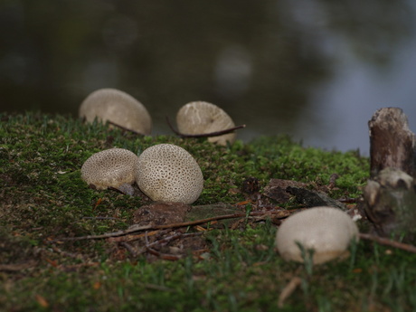 Paddenstoelen in het mos