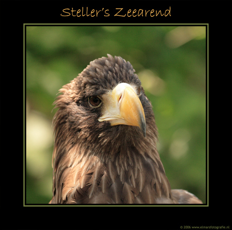 Steller's Zeearend