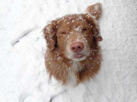 Max in de sneeuw