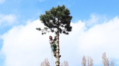 Bomen zagen