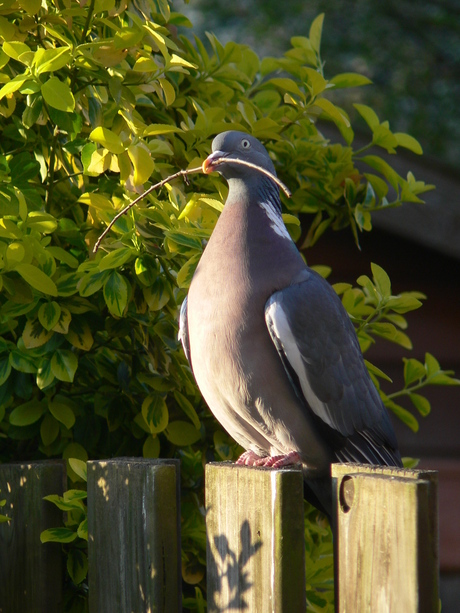 Duif maakt nest in achtertuin