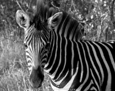 Zebra @ Kruger Park