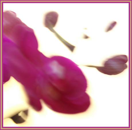 Orchidee abstract