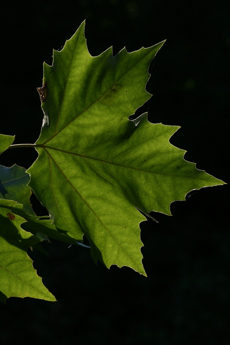 tegenlicht