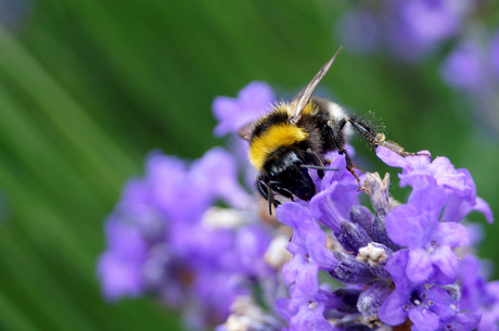 Bij op lavendel