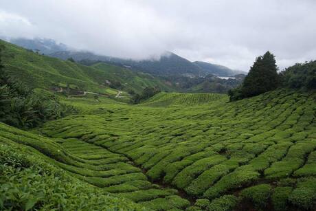 Cameron Highlands