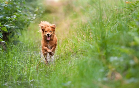 Happy Dog