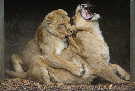 leeuwen in gevecht