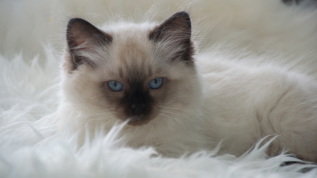 ragdoll kitten