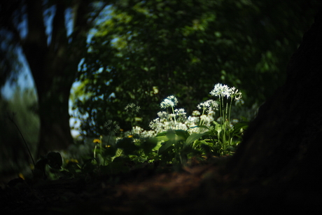 Daslook - fotowedstrijd puur natuur inzending 3