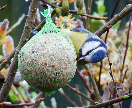 meesje in de tuin