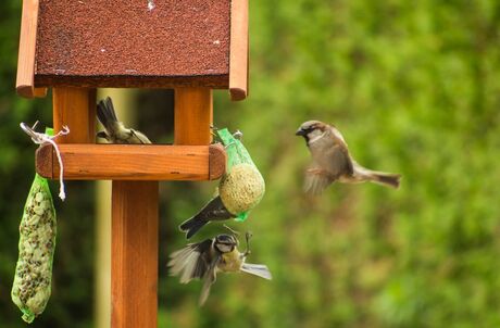 Vogelen in eigen tuin