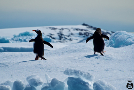 Antarctica - run for it!