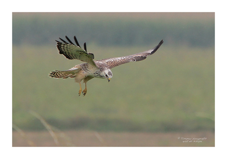 Buizerd (biddend)