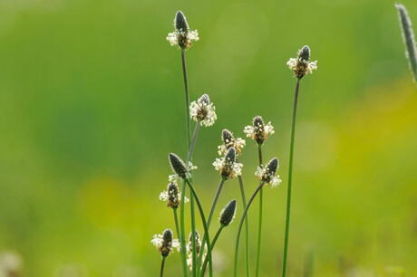 scherptediepte in het gras.