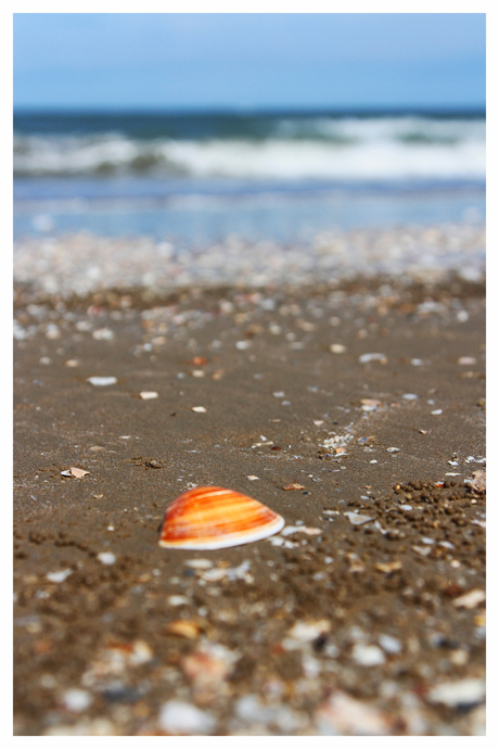 Schelp op strand