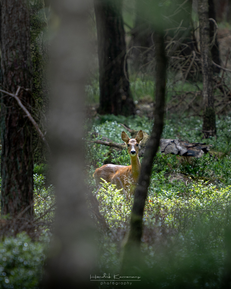 Ree in het bos