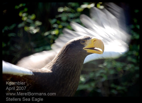 Steller's Sea Eagle