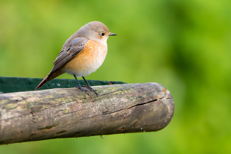 gekraagde roodstaart