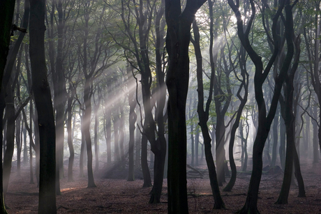 Ochtendsfeer in het bos