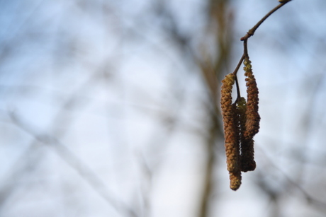 detailfoto van een berkenboom