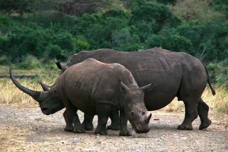 Krugerpark in Zuid Afrika