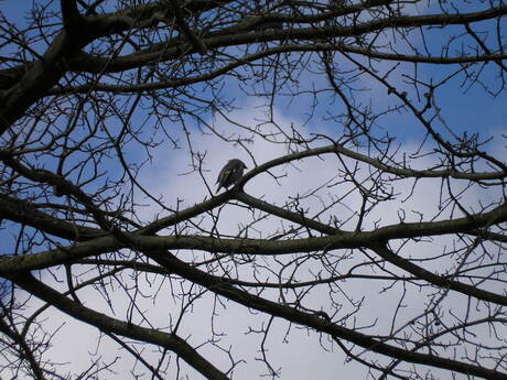 Pest vogel in takkendoolhof