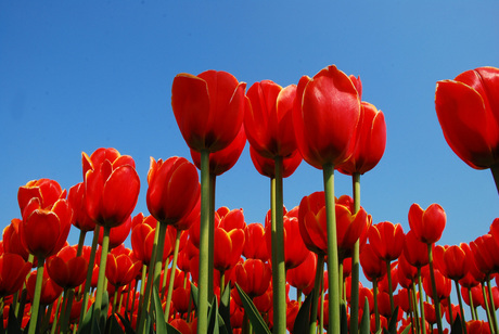 Bollenveld tulpen