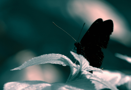 Butterfly silhouette - liberté fotografie
