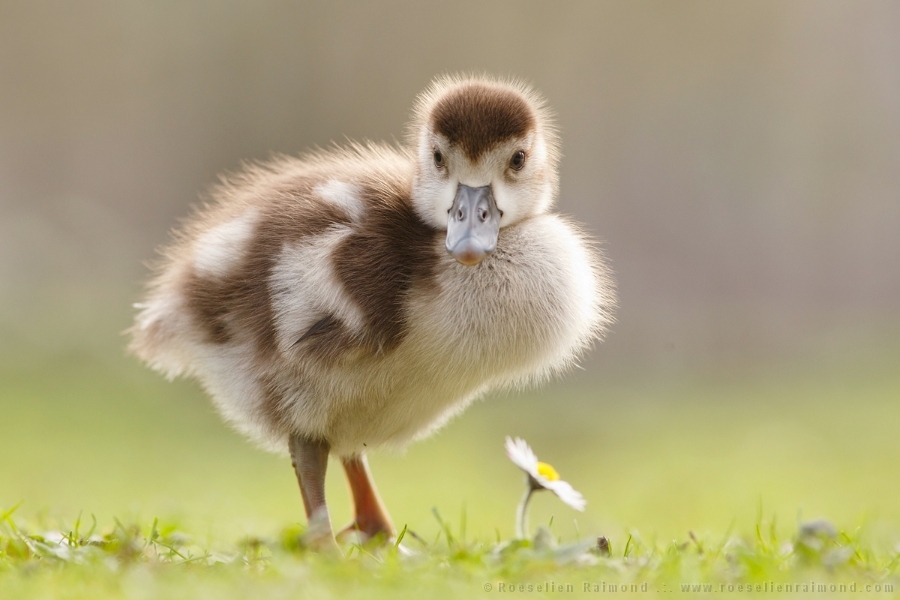 If it Walks like a Goose and Talks like a Goose…. - Nieuw Blog over babygansjes: [url=http://roeselien.wordpress.com/2014/04/11/99-if-it-walks-like-a-goose-and-talks-like-a-goose/] If it Walks like a G - foto door thrumyeye op 11-04-2014