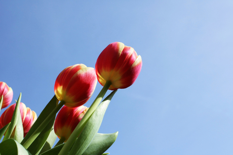 Tulpen