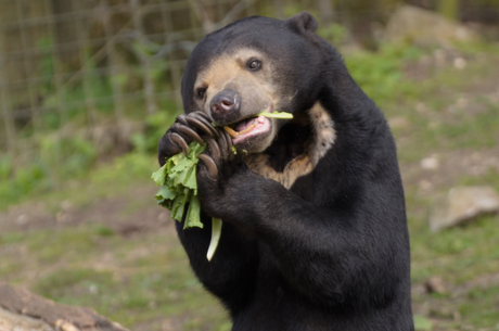 Vegetarische honingbeer in Burgers Zoo ;)