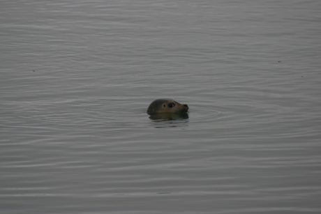 Zeehond