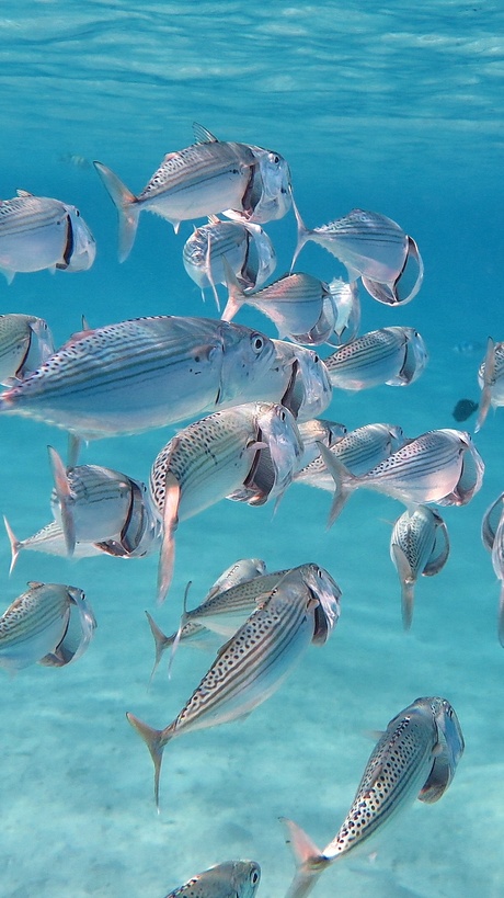 Hors makreel red sea